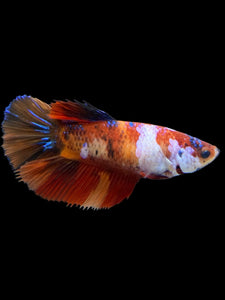 TOP GRADE Female Halfmoon - Galaxy #438 - Live Betta Fish