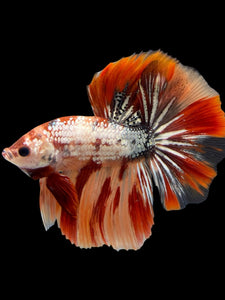 Male Halfmoon - Nemo Copper #439 - Live Betta Fish