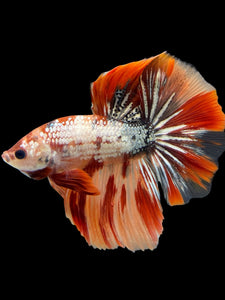 Male Halfmoon - Nemo Copper #439 - Live Betta Fish