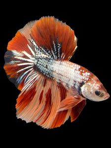 Male Halfmoon - Nemo Copper #439 - Live Betta Fish