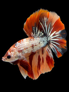 Male Halfmoon - Nemo Copper #439 - Live Betta Fish