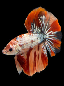 Male Halfmoon - Nemo Copper #439 - Live Betta Fish