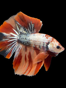 Male Halfmoon - Nemo Copper #439 - Live Betta Fish