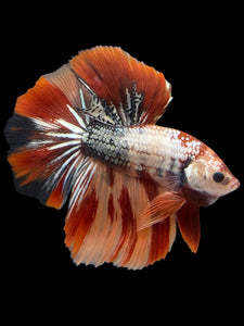 Male Halfmoon - Nemo Copper #439 - Live Betta Fish