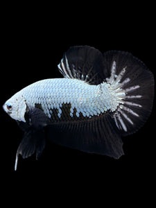 Male Halfmoon Plakat - Black Dragon #440 - Live Betta Fish