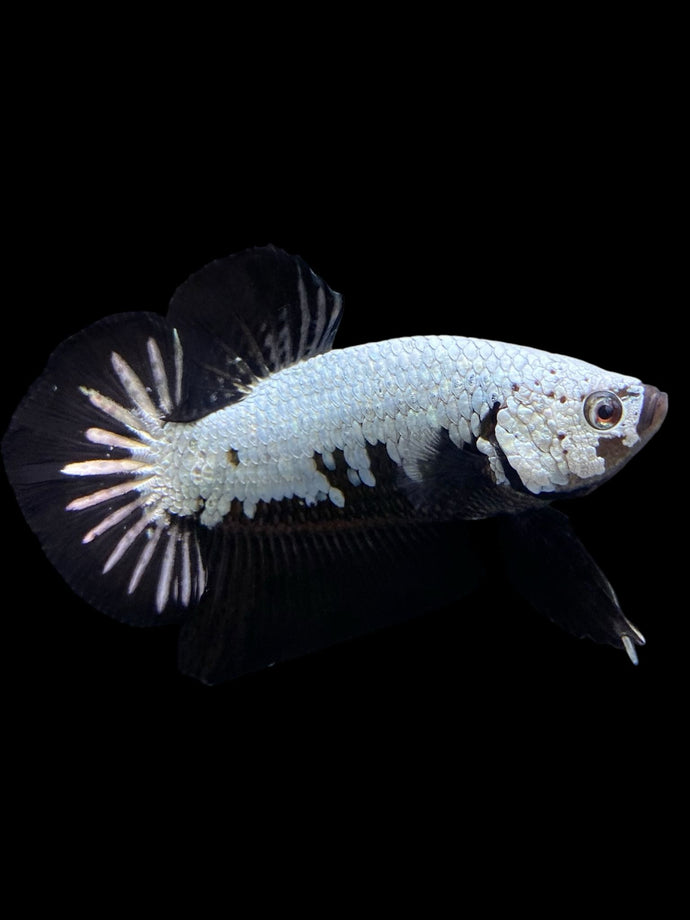 Male Halfmoon Plakat - Black Dragon #440 - Live Betta Fish