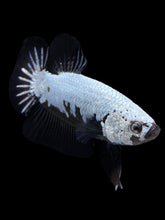 Load image into Gallery viewer, Male Halfmoon Plakat - Black Dragon #440 - Live Betta Fish
