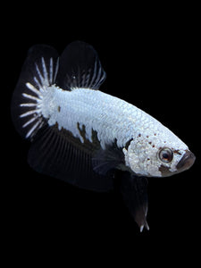 Male Halfmoon Plakat - Black Dragon #440 - Live Betta Fish