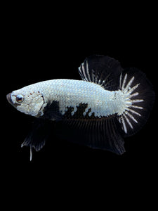 Male Halfmoon Plakat - Black Dragon #440 - Live Betta Fish