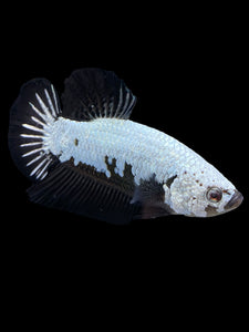 Male Halfmoon Plakat - Black Dragon #440 - Live Betta Fish