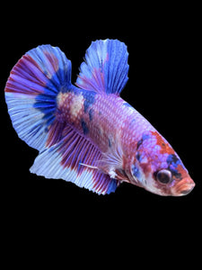 GIANT Male Halfmoon Plakat - Purple Candy #441 - Live Betta Fish