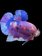 Load image into Gallery viewer, GIANT Male Halfmoon Plakat - Purple Candy #441 - Live Betta Fish
