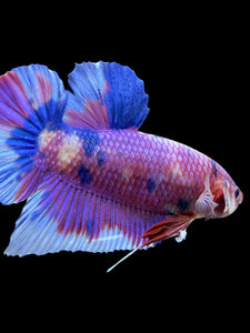 GIANT Male Halfmoon Plakat - Purple Candy #441 - Live Betta Fish