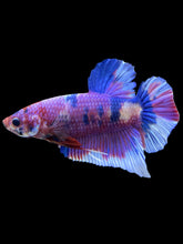 Load image into Gallery viewer, GIANT Male Halfmoon Plakat - Purple Candy #441 - Live Betta Fish
