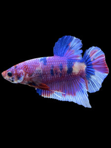 GIANT Male Halfmoon Plakat - Purple Candy #441 - Live Betta Fish