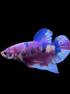 GIANT Male Halfmoon Plakat - Purple Candy #441 - Live Betta Fish