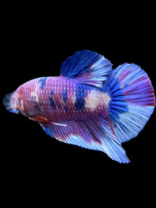 GIANT Male Halfmoon Plakat - Purple Candy #441 - Live Betta Fish