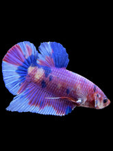 Load image into Gallery viewer, GIANT Male Halfmoon Plakat - Purple Candy #441 - Live Betta Fish
