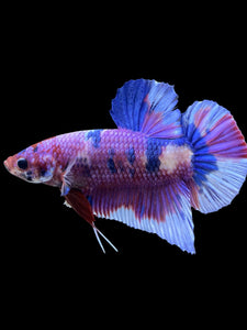 GIANT Male Halfmoon Plakat - Purple Candy #441 - Live Betta Fish