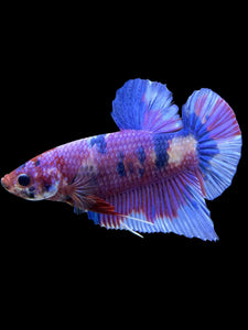 GIANT Male Halfmoon Plakat - Purple Candy #441 - Live Betta Fish