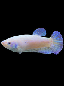 GIANT Female Halfmoon Plakat - Purple #442 Live Betta Fish