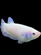 Load image into Gallery viewer, GIANT Female Halfmoon Plakat - Purple #442 Live Betta Fish
