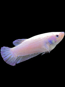 GIANT Female Halfmoon Plakat - Purple #442 Live Betta Fish