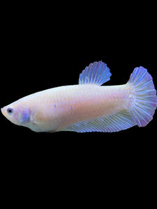 GIANT Female Halfmoon Plakat - Purple #442 Live Betta Fish