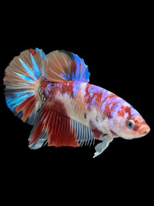 GIANT Male Halfmoon Plakat - Galaxy #443 - Live Betta Fish