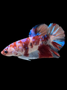 GIANT Male Halfmoon Plakat - Galaxy #443 - Live Betta Fish