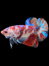 Load image into Gallery viewer, GIANT Male Halfmoon Plakat - Galaxy #443 - Live Betta Fish
