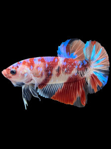 GIANT Male Halfmoon Plakat - Galaxy #443 - Live Betta Fish