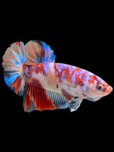 Load image into Gallery viewer, GIANT Male Halfmoon Plakat - Galaxy #443 - Live Betta Fish
