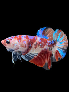 GIANT Male Halfmoon Plakat - Galaxy #443 - Live Betta Fish