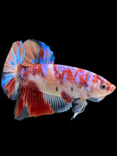 Load image into Gallery viewer, GIANT Male Halfmoon Plakat - Galaxy #443 - Live Betta Fish
