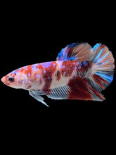 Load image into Gallery viewer, GIANT Male Halfmoon Plakat - Galaxy #443 - Live Betta Fish
