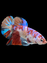 Load image into Gallery viewer, GIANT Male Halfmoon Plakat - Galaxy #443 - Live Betta Fish
