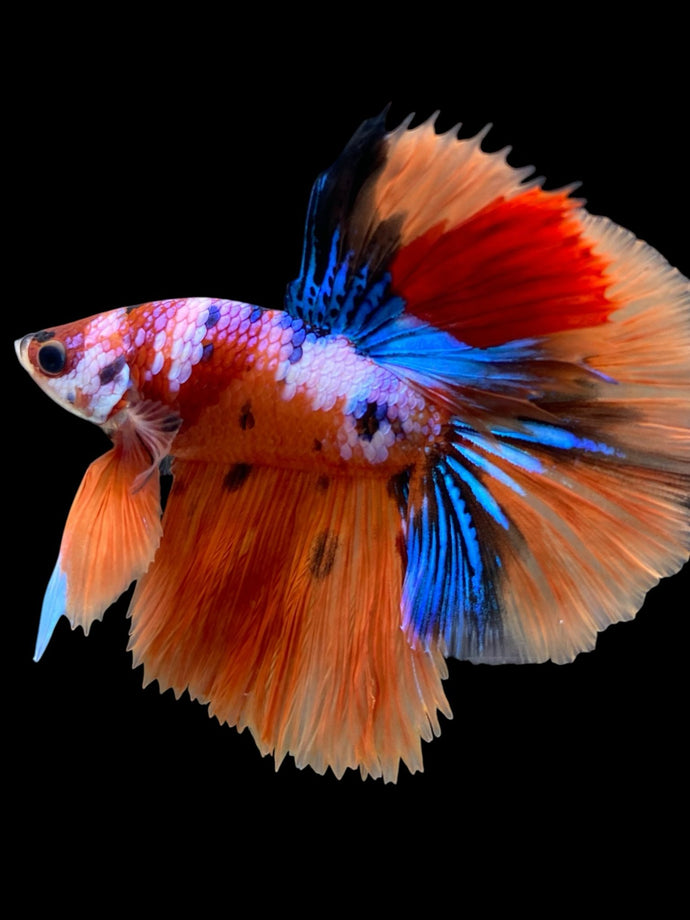 Male Halfmoon - Galaxy #444 - Live Betta Fish