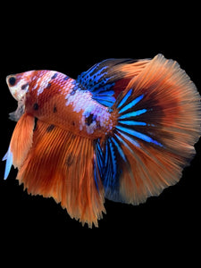 Male Halfmoon - Galaxy #444 - Live Betta Fish