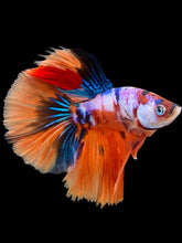 Load image into Gallery viewer, Male Halfmoon - Galaxy #444 - Live Betta Fish
