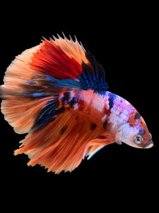 Male Halfmoon - Galaxy #444 - Live Betta Fish