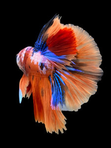 Male Halfmoon - Galaxy #444 - Live Betta Fish