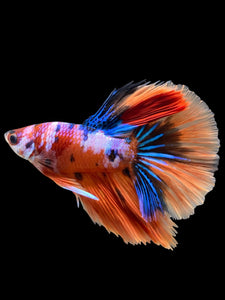 Male Halfmoon - Galaxy #444 - Live Betta Fish