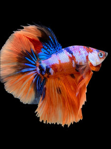 Male Halfmoon - Galaxy #444 - Live Betta Fish