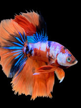 Load image into Gallery viewer, Male Halfmoon - Galaxy #444 - Live Betta Fish
