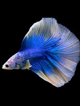 Load image into Gallery viewer, Male Fullmoon - Two Tone #445 - Live Betta Fish
