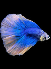 Load image into Gallery viewer, Male Fullmoon - Two Tone #445 - Live Betta Fish
