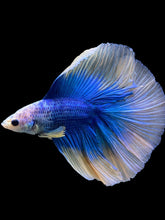 Load image into Gallery viewer, Male Fullmoon - Two Tone #445 - Live Betta Fish
