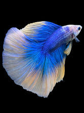 Load image into Gallery viewer, Male Fullmoon - Two Tone #445 - Live Betta Fish
