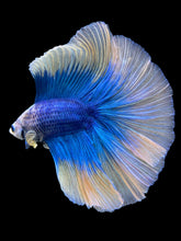 Load image into Gallery viewer, Male Fullmoon - Two Tone #445 - Live Betta Fish
